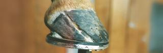 Hornspalt beim Pferd – Ursachen, Symptome & Behandlung