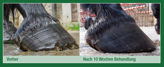 Before treatment with Keralit Huffestiger the horn is cracked and unstable, ten weeks after treatment the horse's horn is stronger.