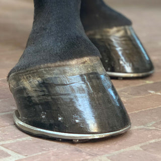 Two shiny, healthy, shod horse hooves