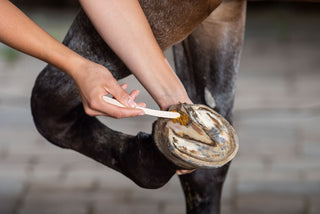 Keralit Undercover hoof care paste is applied to the frog of a horse's hoof with a spatula