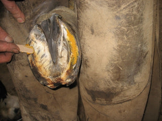 Keralit Undercover hoof care paste is applied to a horse's hoof with a spatula