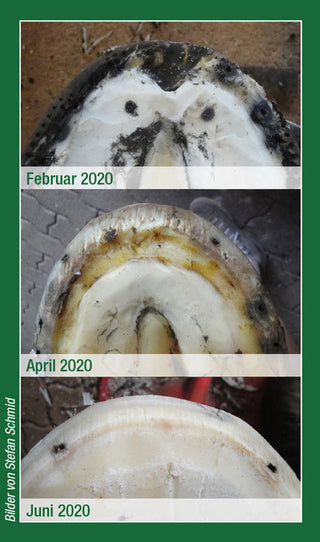 Significant improvement in horn quality from February to June 2020 through the use of Keralit Undercover