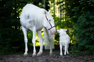 A white horse and a white dog stand facing each other in the forest