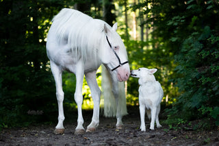 A white horse and a dog with white fur stand facing each other in a forest
