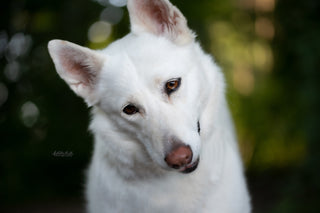 A dog with white, clean fur with a forest in the background