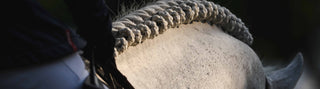 Close-up of a horse's coat and a braided mane