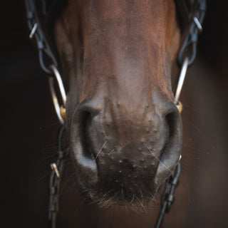 Horse bust of a brown horse with halter