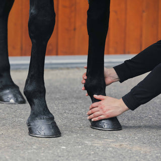 A person grasps the hoof of a black horse