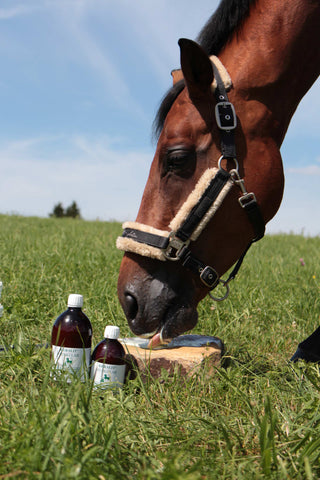 Brown horse eating horse feed on a green meadow - two bottles of Keralit Muskular in front of it