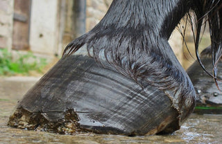 Pferdehuf eines schwarzen Hufs mit Rissen und Löchern