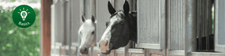 Basic knowledge of horse feeding: Feeding horses healthily