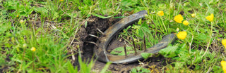 Ein abgetretenes Hufeisen liegt auf einer Wiese